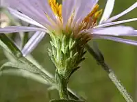 Involucre and phyllaries