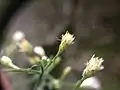 Close-up of an involucre showing phyllaries