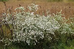 Cluster or small colony of S. dumosum