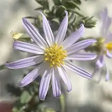 S. fendleri: Photo of a flower head of Symphyotrichum fendleri taken 15 September 2020 at Gove, Kansas, US