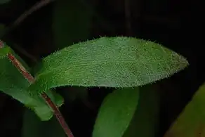 Leaf and stem node