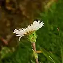 Bracts, involucres, and phyllaries