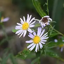 S. greatae: Close-up of the inflorescence of a Symphyotrichum greatae plant observed 30 September 2023, Ventura county, California, US