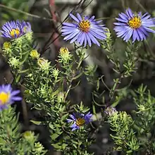 S. oblongifolius: Photo of many flower heads of Symphyotrichum oblongifolium taken on 18 September 2017 in Iowa County, Wisconsin, US