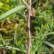 part of a red lightly fuzzy stem with several attached green lightly fuzzy leaves