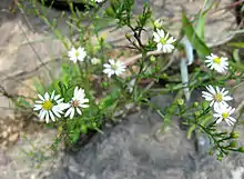 growing in cracks of limestone riverscour is a blooming plant with many flowers with white ray florets and yellow disk florets