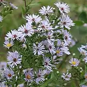 Flower heads