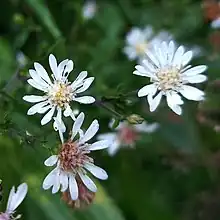 image of Symphyotrichum schaffneri blooms