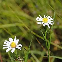 S. tenuifolium: Photo of Symphyotrichum tenuifolium taken 31 August 2019 in New York, US.