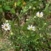 Larger inflorescence