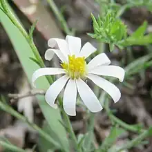 S. trilineatum: White flower head from an image of Symphyotrichum trilineatum taken on 19 September 2020 at San Luis de la Paz, Guanajuato, Mexico