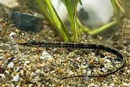 Black-striped pipefish swimming