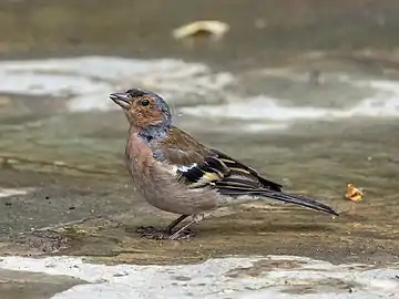 Male F. c. syriaca, Cyprus