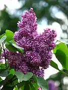 Syringa 'Pavlinka'