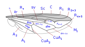 Ceriana wing veins