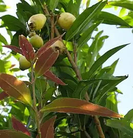 Branches, foliage and fruit