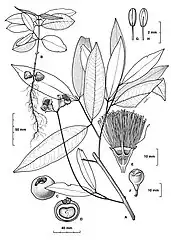 Botanic illustration