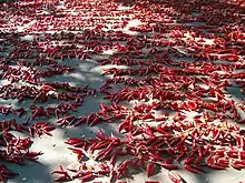 Szeged peppers set out to dry