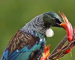 Tūī feeding on harakeke