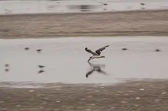 Black skimmer