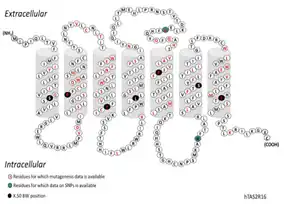  A convenient representation of the receptor sequence and its TM regions, shown here for hTAS2R16. The seven TM helices are displayed as predicted by Topcons. The most conserved residue in each helix X (BW number X.50) has black background. Residues for which mutation data are available are marked with red.