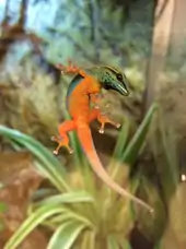 Male lizard clinging to glass, form below, showing bright orange belly