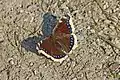 Mourning cloak, Nymphalis antiopa