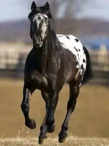 A horse faced toward the camera, with black fur covering most of the front of its body and black spotting on the white fur covering the back part of its body. Its mane and tail are solid black, and a pastoral setting appears on the background.