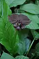 Black bat flower, Tacca chantrieri, close-up of flower