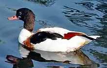 Common shelduckTadorna tadorna