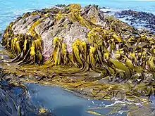 Durvillaea antarctica and D. willana on Taieri Island