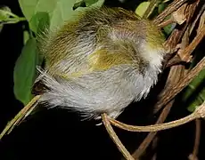 Roosting tailorbird