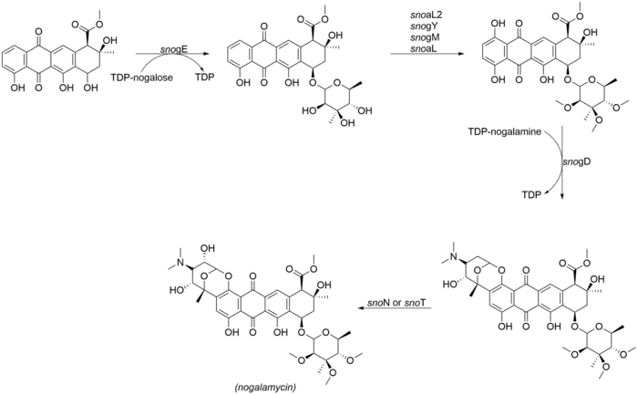 The final tailoring steps involved in the biosynthesis of nogalamycin.