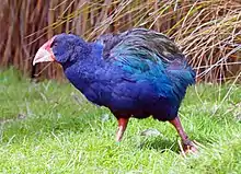 Photo of a large blue bird with shaggy feathers walking on grass