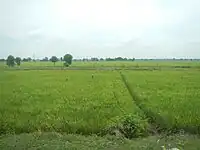 Ricefields