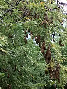 Tamarindo(Tamarindus indica)