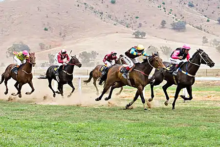 Image 2Horse racingCredit: Fir0002Horses race on grass at the 2006 Tambo Valley Races in Swifts Creek, Victoria, Australia. Horseracing is the third most popular spectator sport in Australia, behind Australian rules football and rugby league, with almost 2 million admissions to the 379 racecourses throughout Australia in 2002–03.More selected pictures