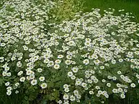 Tanacetum niveum