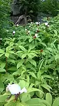 Wild flowers on the fort