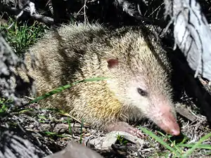 A Tailless tenrec sitting