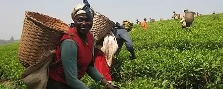 Image 2Tanzanian women harvesting tea leaves (from Tanzania)