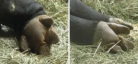 Malayan tapir hooves: front with four toes, back with three toes