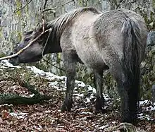 Image 21A Heck Horse, bred to resemble the now-extinct Tarpan (from Domestication of the horse)