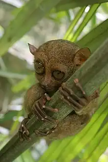 Brown tarsier