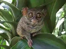 Brown tarsier