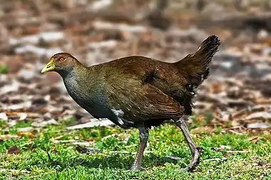 Image 11Tasmanian Native-henPhoto credit: Noodle snacksThe Tasmanian Native-hen (Gallinula mortierii) is a flightless rail between 43 to 51 cm (17 to 20 in) in length, one of twelve species of birds endemic to the Australian island of Tasmania. Although flightless, it is capable of running quickly and has been recorded running at speeds up to 30 miles per hour (48 km/h).More selected pictures