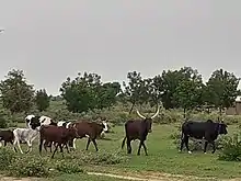 Image 2Dutch bulls and cows at Wallya community during the rainy season in Cameroon (from Cameroon)