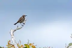 Tawny-crowned honeyeater, Bruny Island, Tasmania