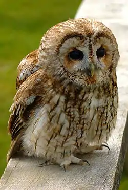 Tawny owlStrix aluco