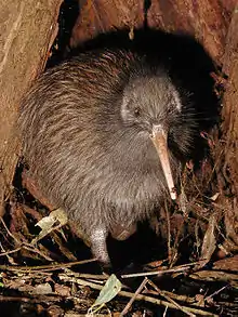 Kiwi in sticks